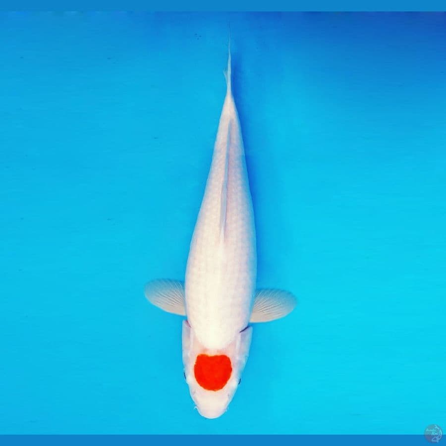 IWOJIMA 15 ~ Tancho 40 cm/fm ™