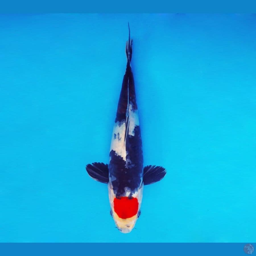 IWOJIMA 16 ~ Tancho Showa 27 cm/male ™