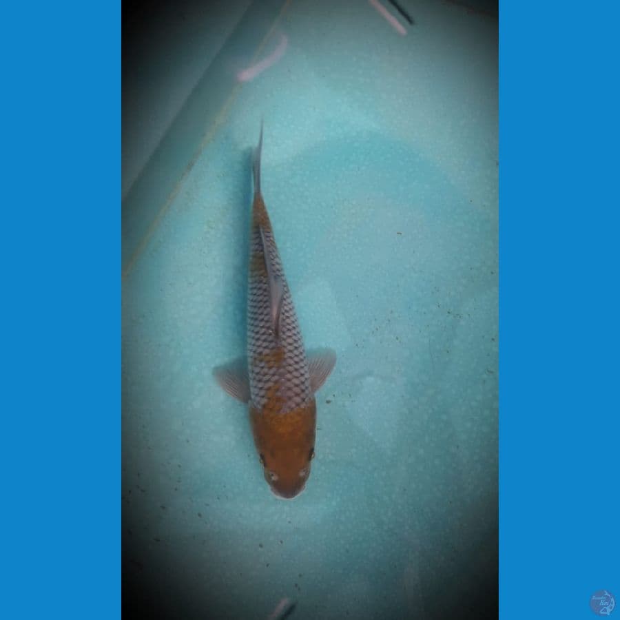 Uchiba 31 Cm
