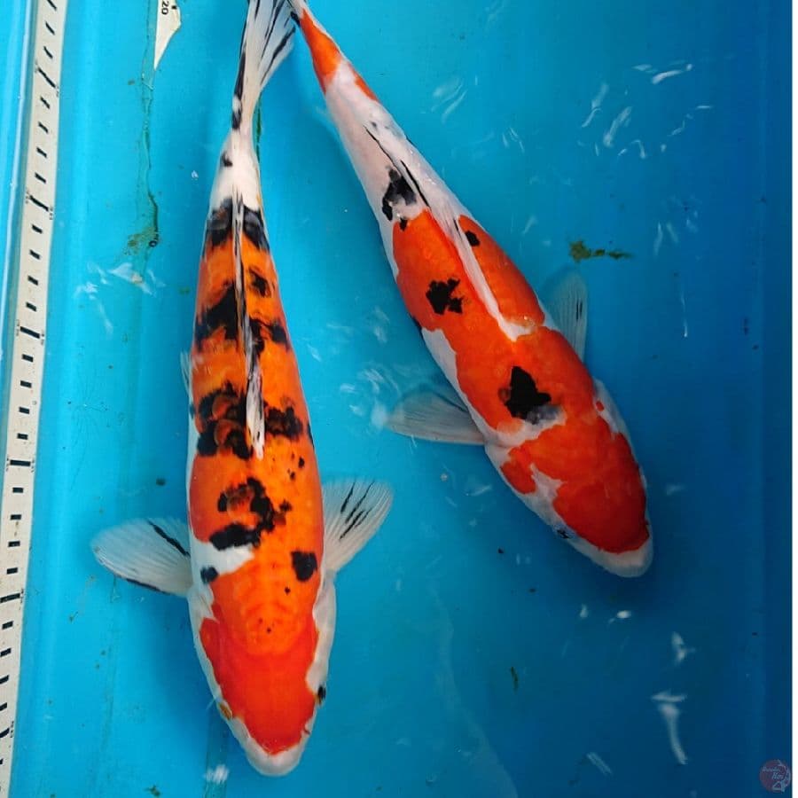 DOITSU SANKE 31,33 CM