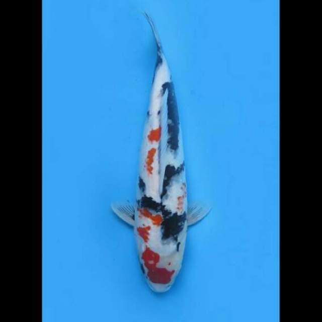 45cm Female - Jumbo Kindai Showa 