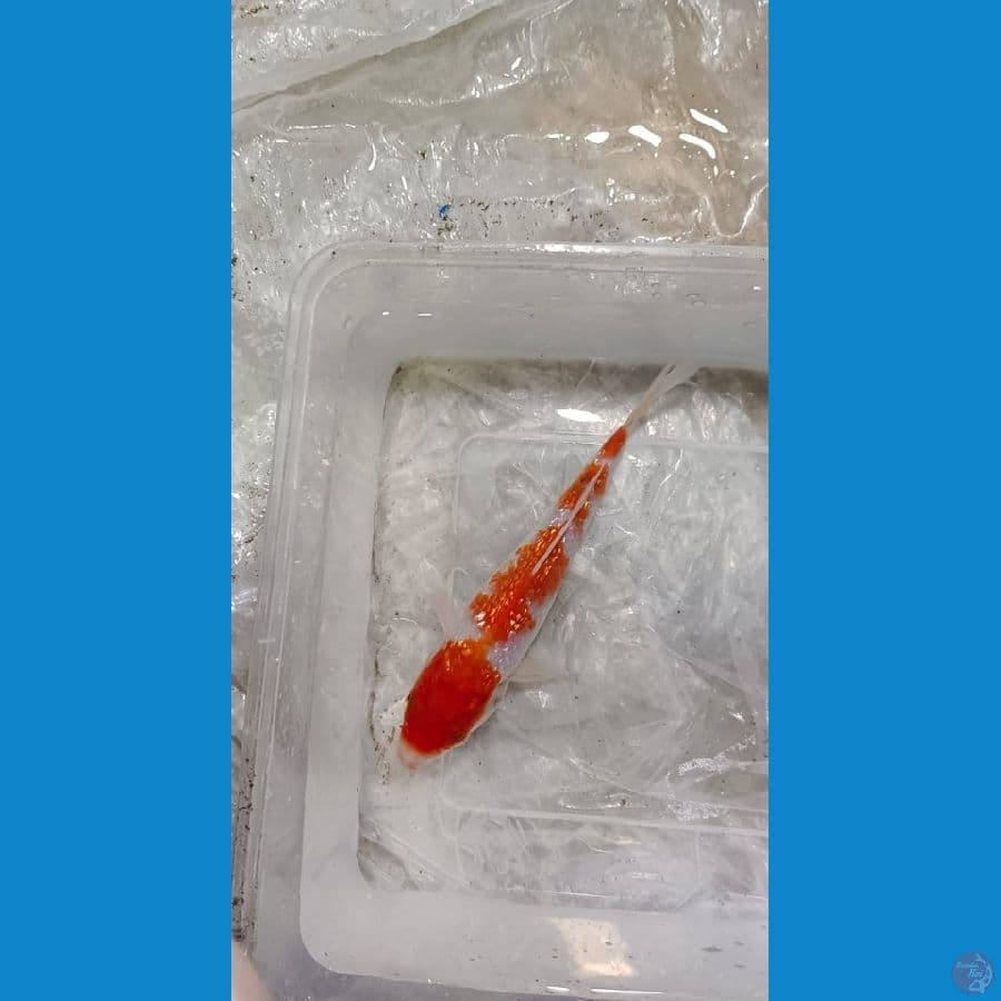 15 cm kohaku gindrin