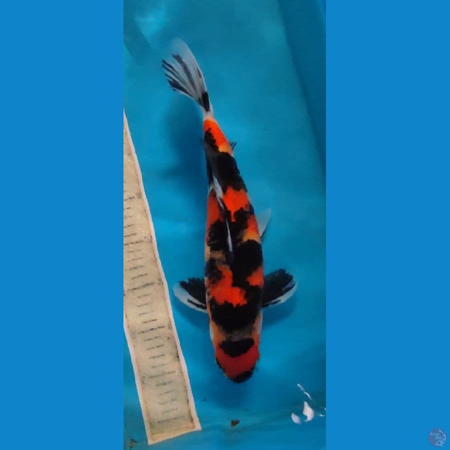 HI SHOWA 35 CM MALE