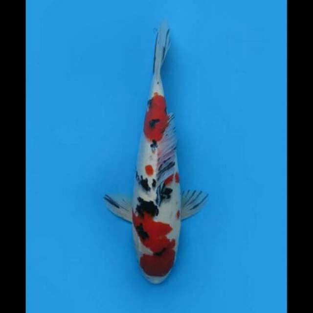 41cm Female - Jumbo Red sanke 