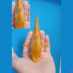 GOLDEN CORN NANASHIGOI