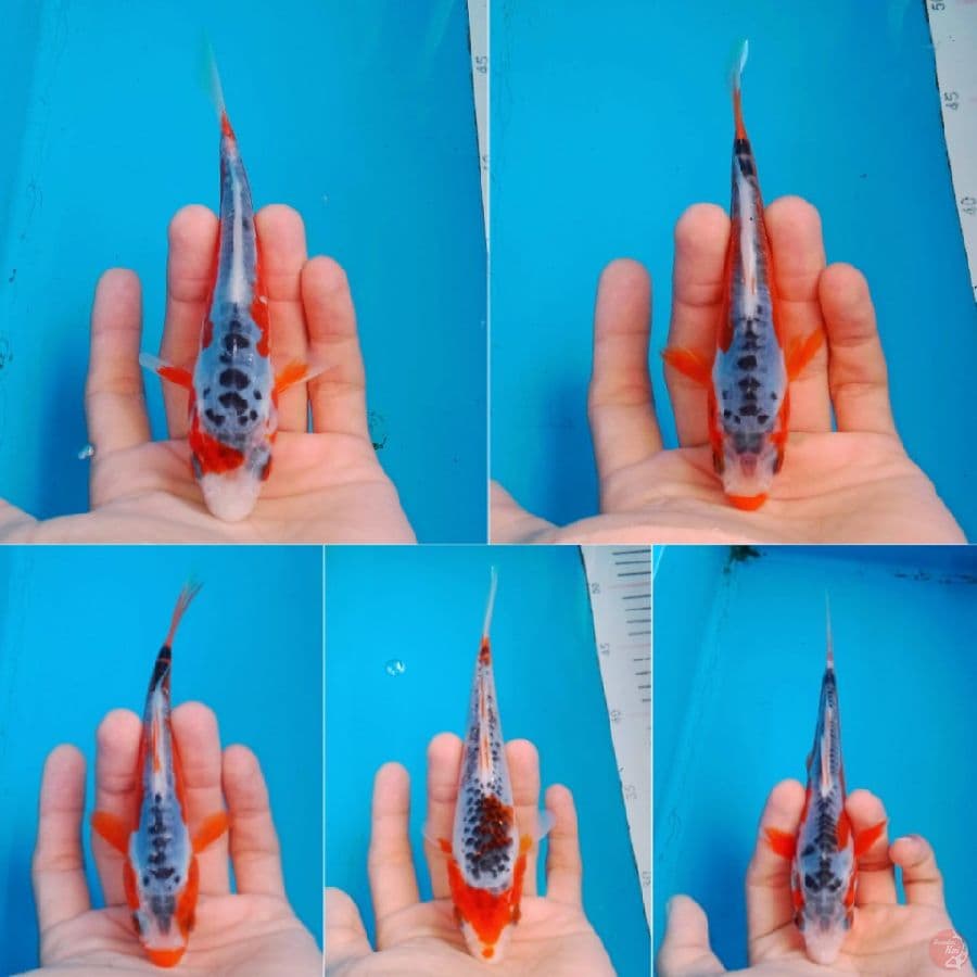 SHUSUI PAKET SQ