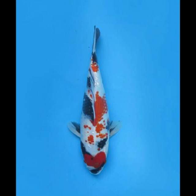 31cm Female - Kindai Showa Ginrin 