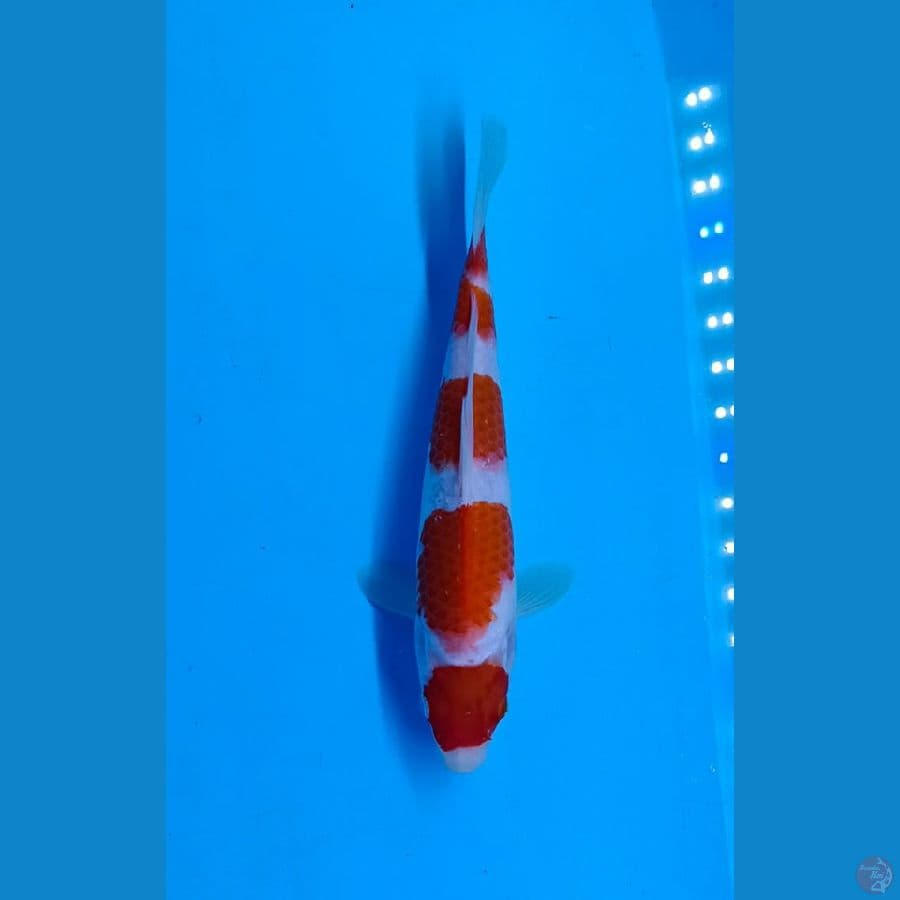 Kohaku Maruten 23cm