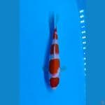 Kohaku Maruten 23cm