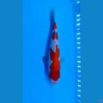 Kohaku 3step 26cm