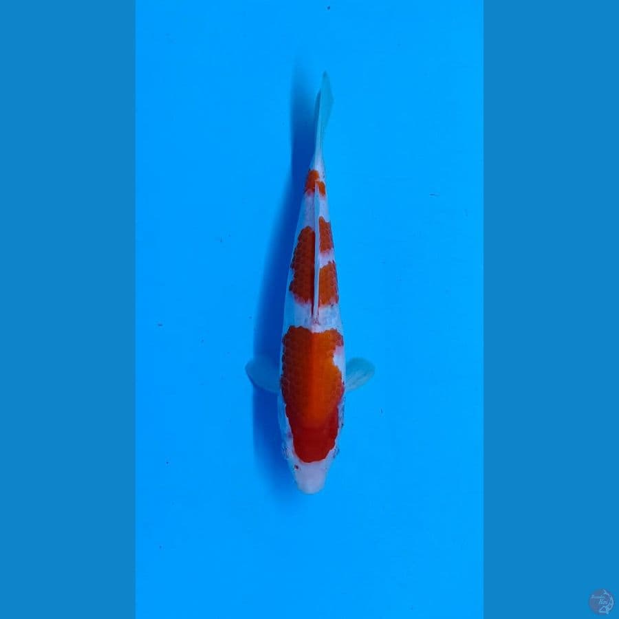 kohaku 3step 25cm
