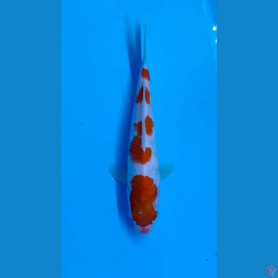 Kohaku 4step 26cm
