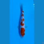 Kohaku 4step 26cm