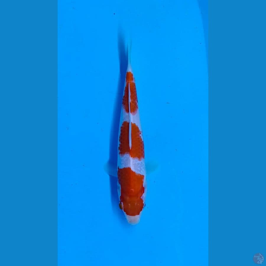 Kohaku 3step 24cm