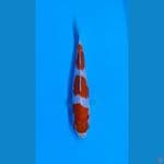 Kohaku 3step 24cm