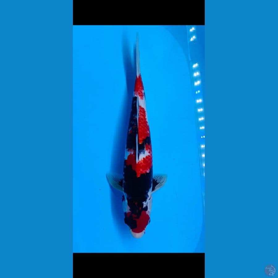 Showa Sansoku SQ 43cm