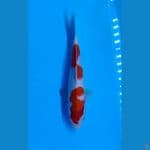 Kohaku step 25cm