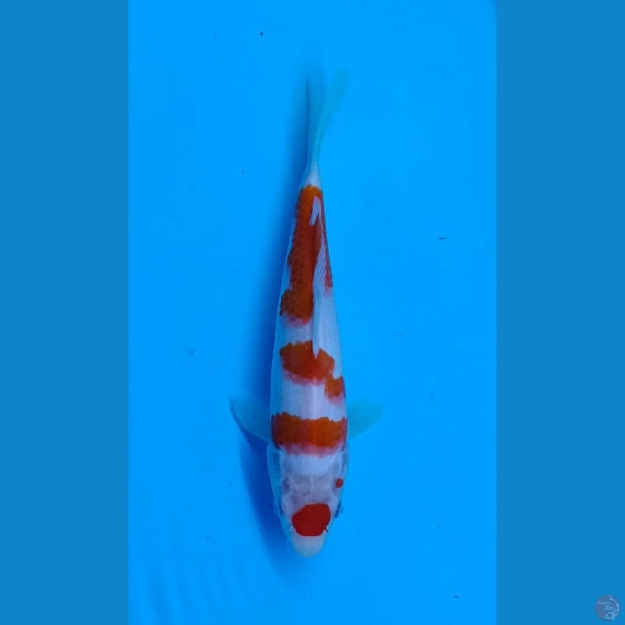 Kohaku maruten 23cm