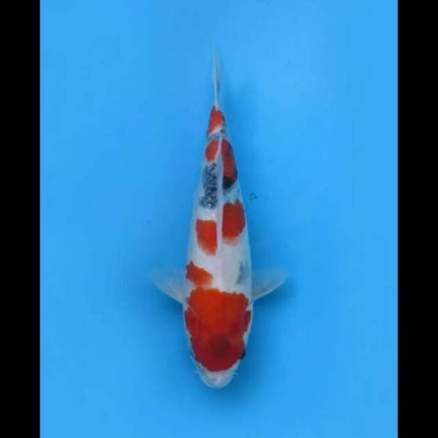 32cm Female - Kindai Showa Tategoi 