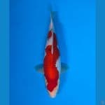 Sanke 35cm