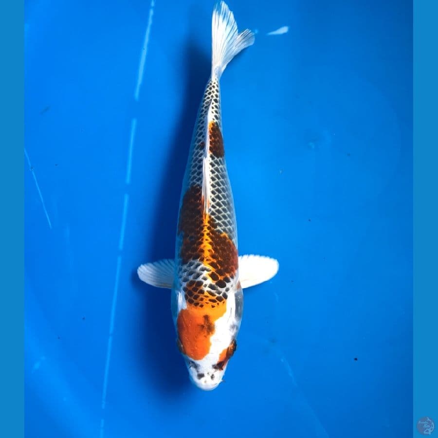 kujaku 24cm