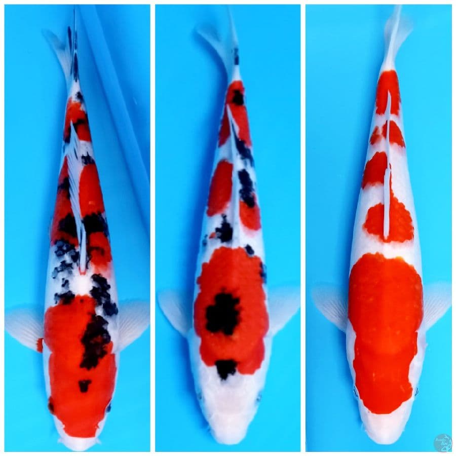30-32 cm istimewa