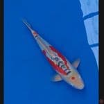 Koi Import Jepang Shusui (Sertifikat Yamaju) 48cm Male Super