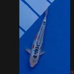 Koi Import Jepang Shusui (Sertifikat Yamaju) 45cm Super