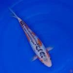 Koi Import Jepang Shusui (Sertifikat Yamaju) 35cm Super