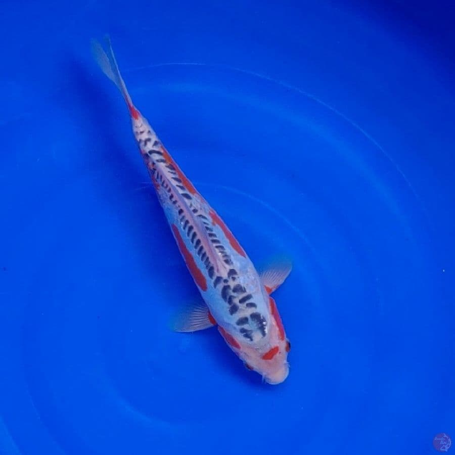 Koi Import Jepang Shusui (Sertifikat Yamaju) 32cm Super