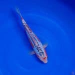 Koi Import Jepang Shusui (Sertifikat Yamaju) 32cm Super