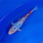 Koi Import Jepang Shusui (Sertifikat Miyatora) 31cm Super