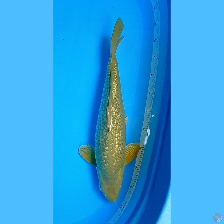 Ginrin 49cm