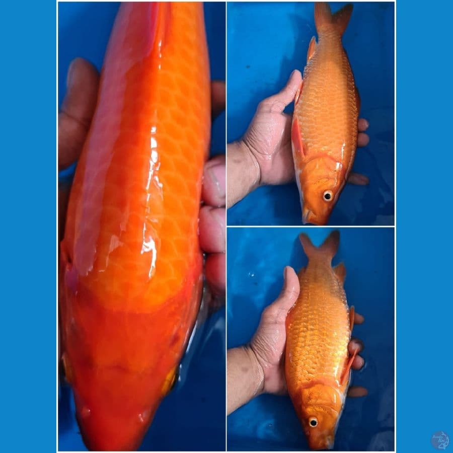Benigoi 30cm serti import momotaro farm