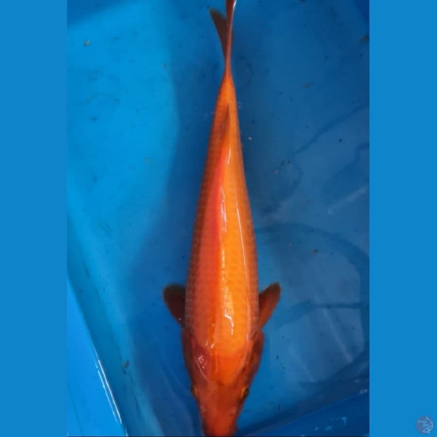 Benigoi 30cm serti import momotaro farm