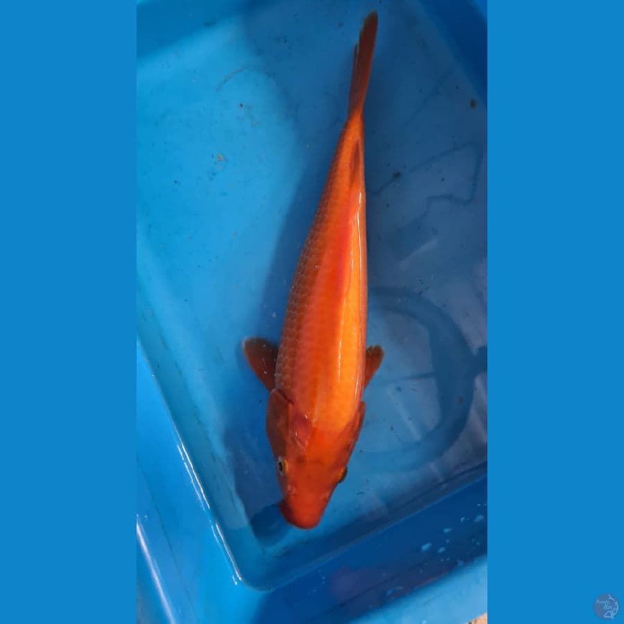 Benigoi 30cm serti import momotaro farm