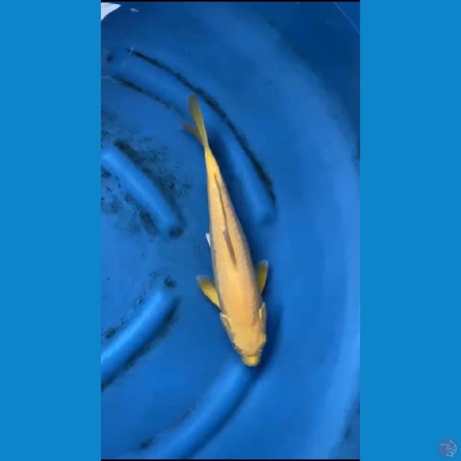 KARASI LEMON 38cm/M