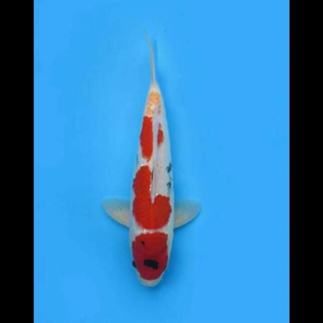 37cm Male - Kindai Showa Tategoi 