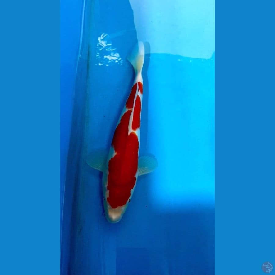 KOHAKU INAZUMA STRONG ORIGINAL 35cm/F