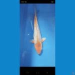 SQ ,30 cm goldencorn.ginrin