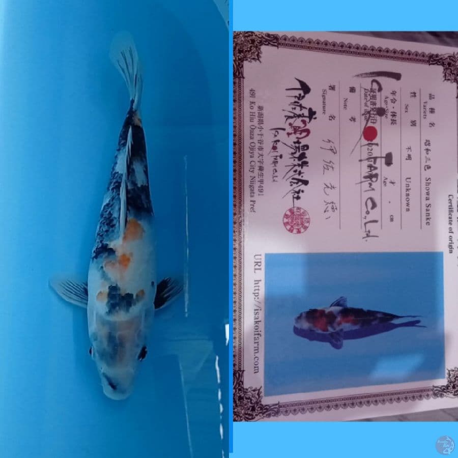 showa