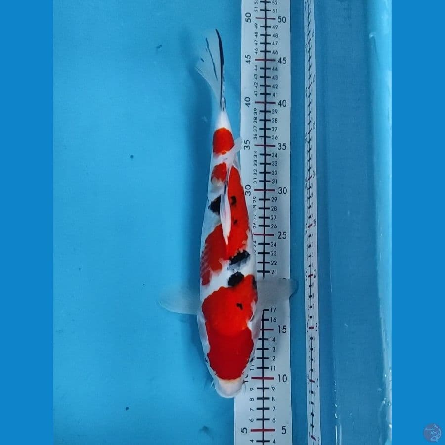 35cm