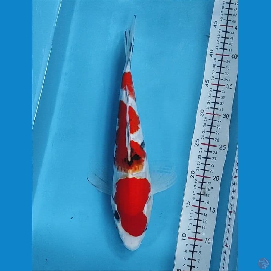 35cm