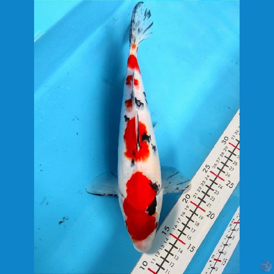 30cm