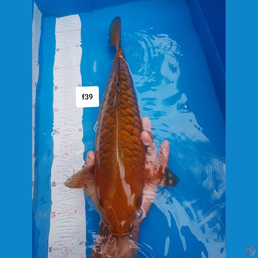 chagoi aragoke male
