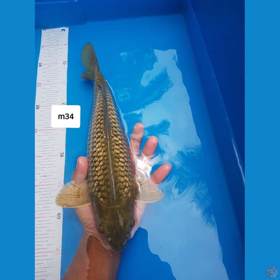 midori Ginrin male