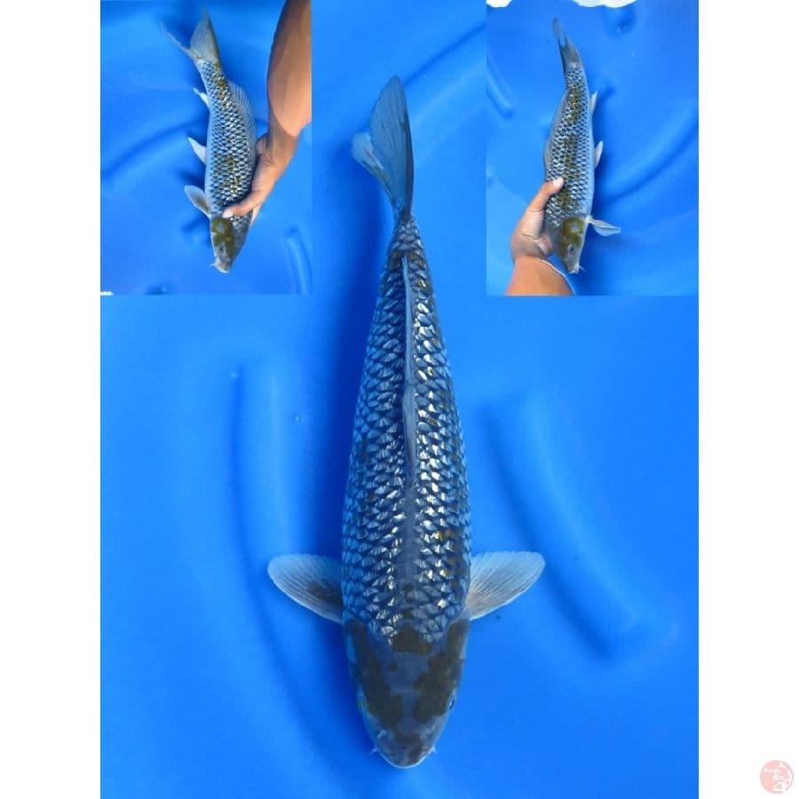 35cm , Ochiba Ginrin Full