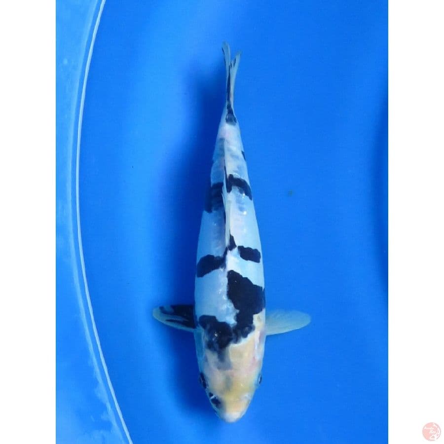 26cm ,Pola Bagus - Shiro Doitsu Tategoi