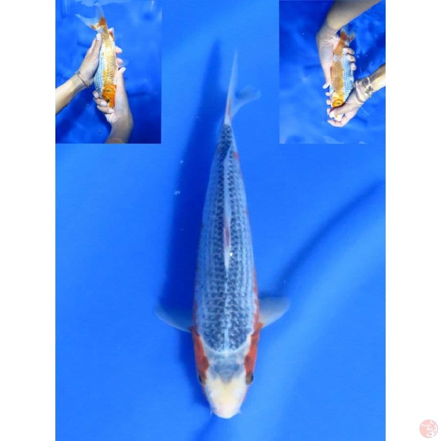 25cm , Asagi Cetar 