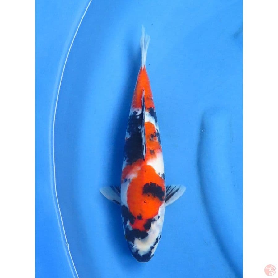 32cm , ,Bulky Showa